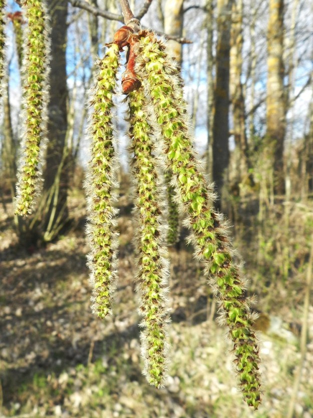 Populus tremula - metsähaavan eminorkot ovat noin 8-18 cm pitkät ja hedenorkkojen tavoin aluksi noin 7-8 mm leveät ja lopulta noin 10-15 mm leveät. EH, Hattula, Sattula, Lehijärven eteläpuoli, rantaan vievän Haavikkotien varressa, keskellä peltoaluetta oleva haavikko, 3.5.2012. Copyright Hannu Kämäräinen.