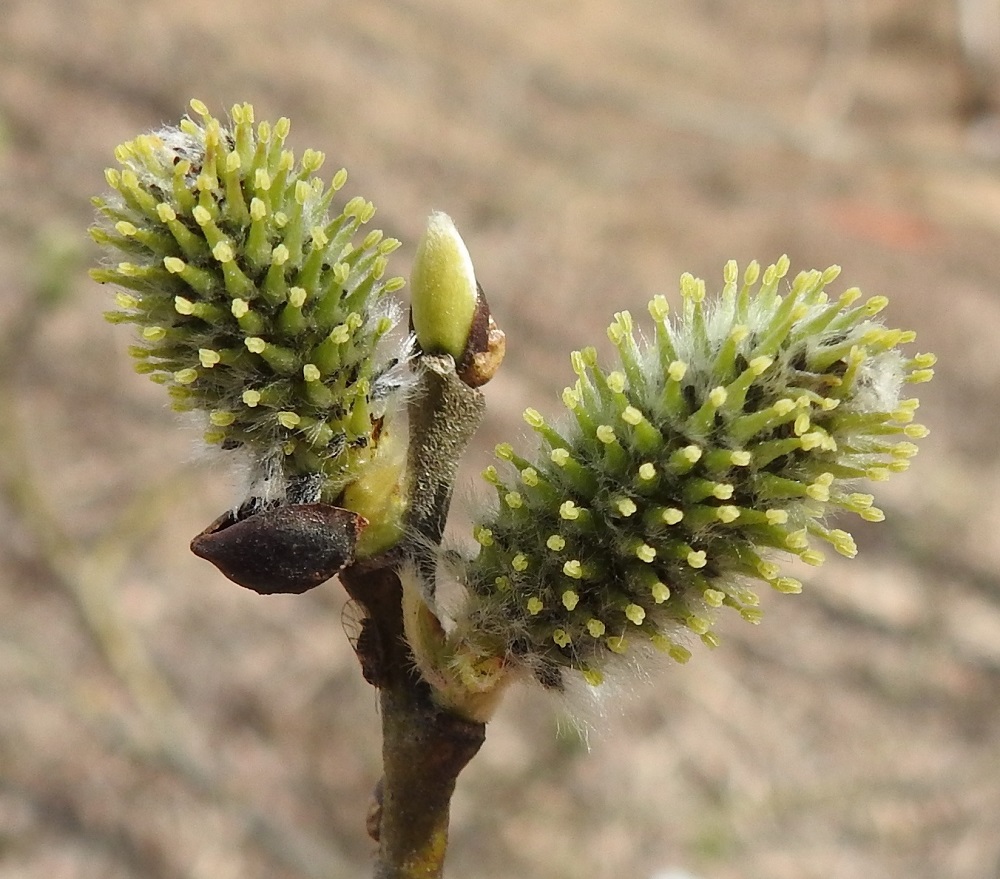 Salix caprea subsp. caprea - metsäraidan emikukassa on noin 1 mm pitkä perä, jonka kärjessä on noin 3-4 mm pitkä, kapea ja kärkeä kohti suippeneva sikiäin. Sen kärjessä on 0-0,5 mm pitkä vartalo ja kaksi keltaista, noin 0,5-1 mm pitkää luottia. Norkkosuomut ovat soikeahkot, suippokärkiset, tummanruskeat tai mustat ja noin 1,5-3 mm pitkät. Ne ovat tiheästi valkoisen ja suoran pitkäkarvaiset. Norkkoja ja lehtiä suojaava silmusuomu on yhdiskasvuinen, huppumainen, ruskea ja kalju sekä noin 5-8 mm pitkä. EH, Hämeenlinna, Loimalahti, Hirsimäki, Hirsimäenkadun laide Myllyojan kohdalla, 23.4.2022. Copyright Hannu Kämäräinen.