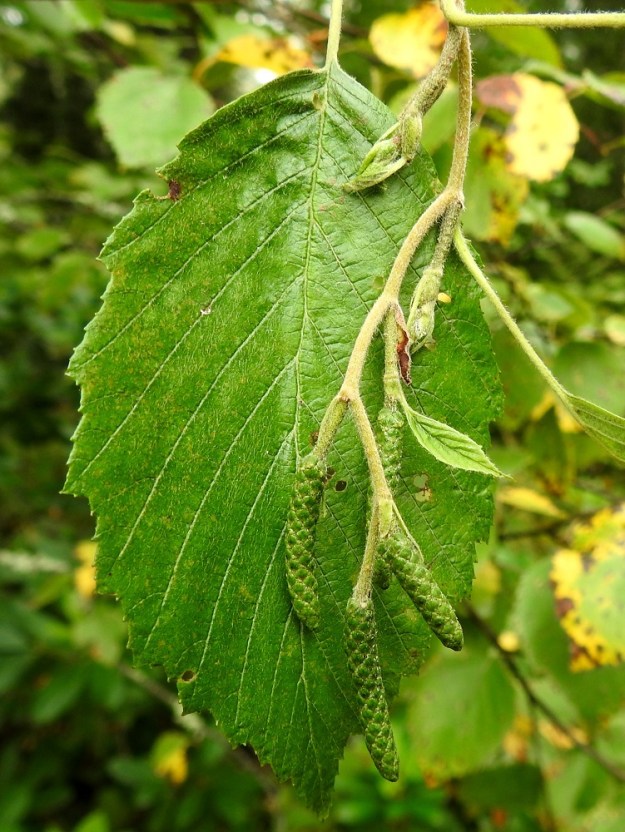 Alnus incana subsp. incana - etelänharmaalepän seuraavan vuoden kukintonorkot kehittyvät lähes valmiiksi jo edellisen vuoden syksyyn mennessä ja talvehtivat ilman silmujen suojaa. EH, Hämeenlinna, Voutila, Myllyoja, Louhentien varressa oleva harmaaleppämetsikkö, 7.9.2025. Copyright Hannu Kämäräinen.