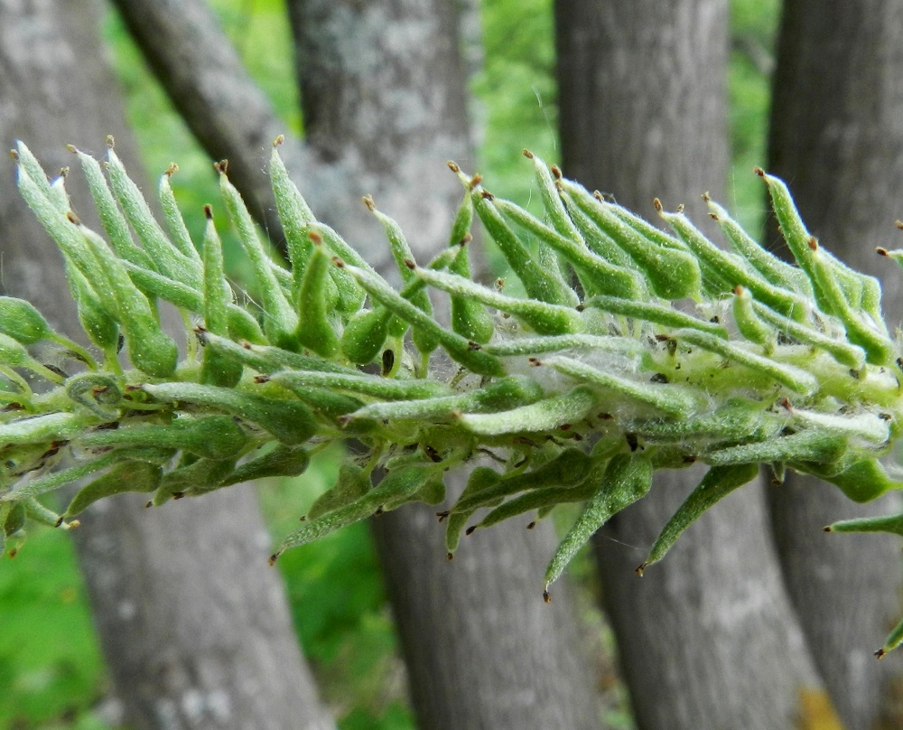 Salix caprea subsp. caprea - metsäraidan eminorkot ovat hedelmävaiheessa yleensä noin 50-80 mm pitkät ja noin 20 mm leveät. Hedelmöityneestä sikiäimestä kehittyy kapea, tyveltään pullea ja kärkeä kohti pitkäkaulaisesti kapeneva kota, joka on yksilokeroinen ja monisiemeninen. Se on harmaanvihreä, tiheästi silkkikarvainen, useimmiten noin 6-8 mm pitkä ja tyviosastaan noin 2 mm leveä. Kotaperä on noin 2-4 mm pitkä. Kota avautuu kärjestään kaksiliuskaisesti liuskojen kiertyessä tyveä kohti rullalle. EH, Hämeenlinna, Keinusaari, metsittynyt, entinen saha- ja armeijan varikkoalue, niemen tyviosa lähellä rata-aluetta, 30.5.2012. Copyright Hannu Kämäräinen.