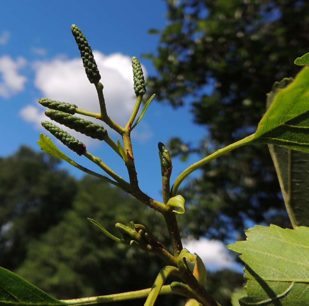 Alnus glutinosa - tervalepän seuraavan vuoden hede- ja eminorkot kehittyvät lähes valmiiksi jo edellisen vuoden syksyyn mennessä ja talvehtivat ilman silmujen suojaa. Kuvassa hedenorkot ovat eritenystyisten vuosikasvainten kärjessä, ja pari eminorkkoa on hieman alempana oikealla. U, Inkoo, saaristo, Älgsjölandet, Elisaari, saaren länsiosa, luonnonsuojelualueen laita, luontopolun varsi Romnäsvikenin rantakosteikkoalueen reunassa, 19.7.2016. Copyright Hannu Kämäräinen.