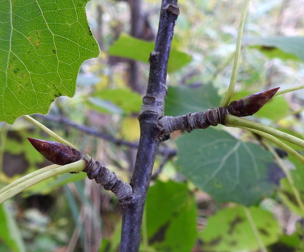 Populus tremula - metsähaavan vuosikasvaimet ja lyhyet sivuhaarat eli lyhytversot ovat jäykät, ruskeat, kiiltävät ja useimmiten kaljut. Lyhytversot ovat lisäksi tiheässä olevista lehtiarvista ryhmyiset. Seuraavan vuoden silmut ovat pitkulaiset, teräväkärkiset, monisuomuiset ja kaljut sekä kuivat tai hieman tahmeat. Ne ovat punaruskeat, kiiltävät ja noin 8-10 mm pitkät. EH, Hämeenlinna, Voutila, Myllyoja, Ainontien luoteispäässä olevan niittykaistan laide, 5.10.2025. Copyright Hannu Kämäräinen.