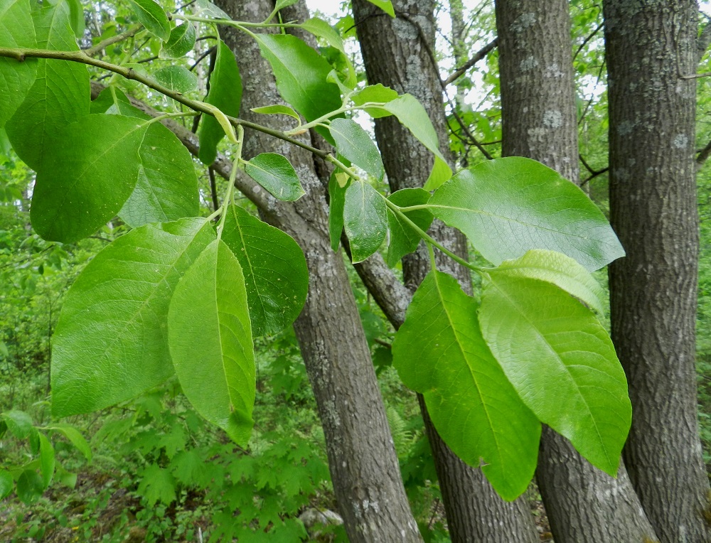Salix caprea subsp. caprea - metsäraidan lehtilapa on sulkasuoninen, ehyt, soikea tai puikeahko ja kärjestään lyhyen suippo tai tylpähkö sekä tyveltään pyöreähkö tai leveän kiilamainen. Se on tavallisesti noin 5-16 cm pitkä ja leveimmältä kohtaa noin 2-6,5 cm leveä. Lehtiruoti on yleensä noin 5-10 mm pitkä. EH, Hämeenlinna, Keinusaari, metsittynyt, entinen saha- ja armeijan varikkoalue, niemen tyviosa lähellä rata-aluetta, 30.5.2012. Copyright Hannu Kämäräinen.
