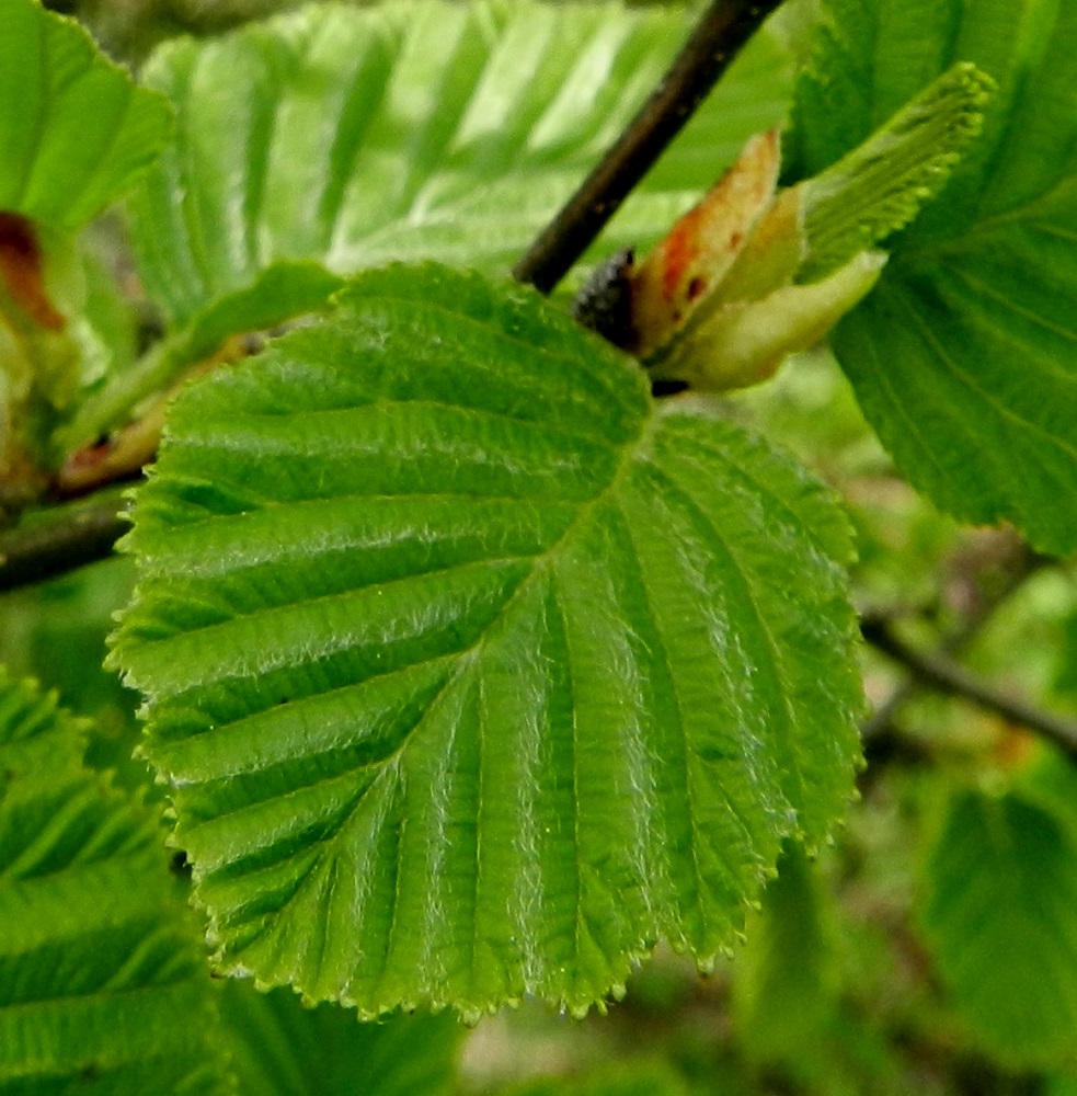 Alnus incana subsp. incana - etelänharmaalepän kahden muunnoksen selvimmät erot ovat lehdissä. Laajimmalle levinneellä päämuodolla, viherharmaalepällä, var. incana (edellinen kuva), lehtilavan ylä- ja alapinta ovat harvahkosti karvaiset ja toisinaan iän myötä kaljuuntuvat. Toisella muunnoksella, karjalanharmaalepällä, var. argentata (kuvassa), lapa on tiheästi harmaan silkkikarvainen. EH, Nokia, keskusta, Souranderintien ja Kerhokadun kulmauksessa, Laajanojan varressa oleva joutomaaniitty. 19.5.2012. Copyright Hannu Kämäräinen.
