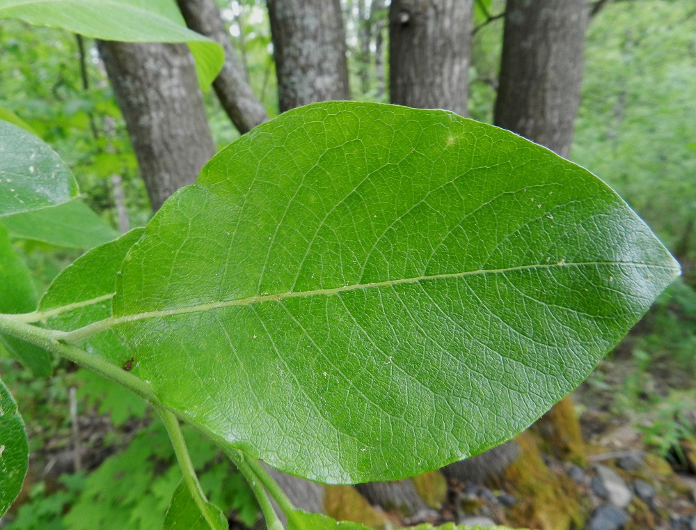 Salix caprea subsp. caprea - metsäraidan lehtilapa on paksuhko, päältä vihreä, laidoiltaan litteä tai hieman alaspäin kiertynyt ja pienihampainen, nyhäinen tai ehyt. Kuvassa näkyvässä vuosikasvaimessa on nukkamaisen tiheä, lyhyt karvoitus, joka väistyy kasvaimen puutumisen edetessä. EH, Hämeenlinna, Keinusaari, metsittynyt, entinen saha- ja armeijan varikkoalue, niemen tyviosa lähellä rata-aluetta, 30.5.2012. Copyright Hannu Kämäräinen.