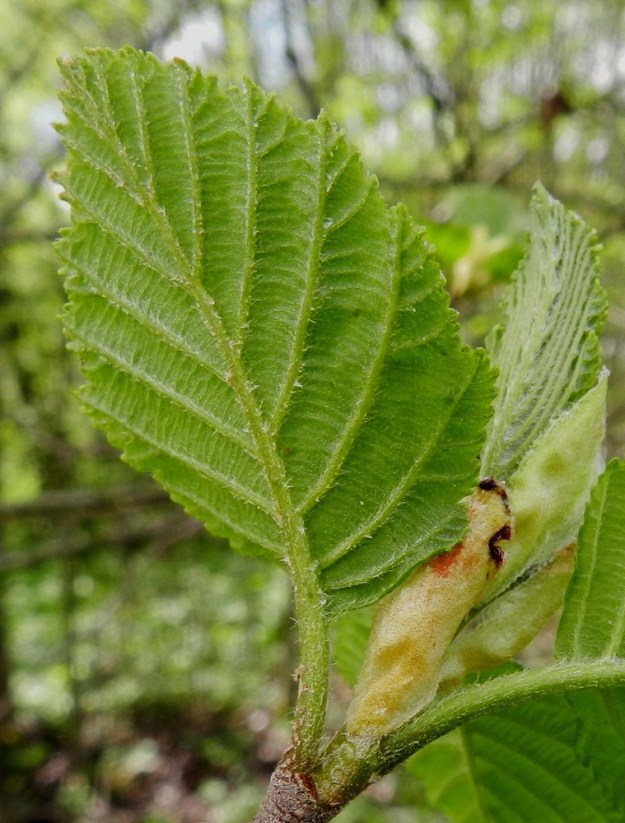 Alnus incana subsp. incana - etelänharmaalepän lehtilapa on alta korkosuoninen ja erityisesti kuvassa olevalla karjalanharmaalepällä runsaskarvainen. Karvaisuudesta huolimatta suonihangoista puuttuvat vaaleat karvatupsut, jotka ovat tervalepän lehdille tunnusomaiset. EH, Nokia, keskusta, Souranderintien ja Kerhokadun kulmauksessa, Laajanojan varressa oleva joutomaaniitty. 19.5.2012. Copyright Hannu Kämäräinen.