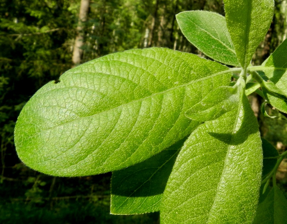 Salix caprea subsp. caprea - metsäraidan lehtilapa on päältä nuorena lyhytkarvainen ja myöhemmin kaljuuntuva. Lehtiruodin tyvellä olevat korvakkeet karisevat jo hyvin varhain tai näyttäisivät toisinaan jopa puuttuvan kokonaan. Kuvassa olevat lehdet ovat kaikki vielä aivan nuoria ja vaaleanvihreitä, mutta vain kärjessä olevalla, vastapuhjenneella pikkulehdellä näkyy tyvellä korvake, ellei sekin ole uusi, kasvunsa juuri aloittanut lehti. EH, Hämeenlinna, Majalahti, Hirsimäki, Näsiäntien ja Louhoksentien välinen rehevä metsäalue, 25.5.2012. Copyright Hannu Kämäräinen.
