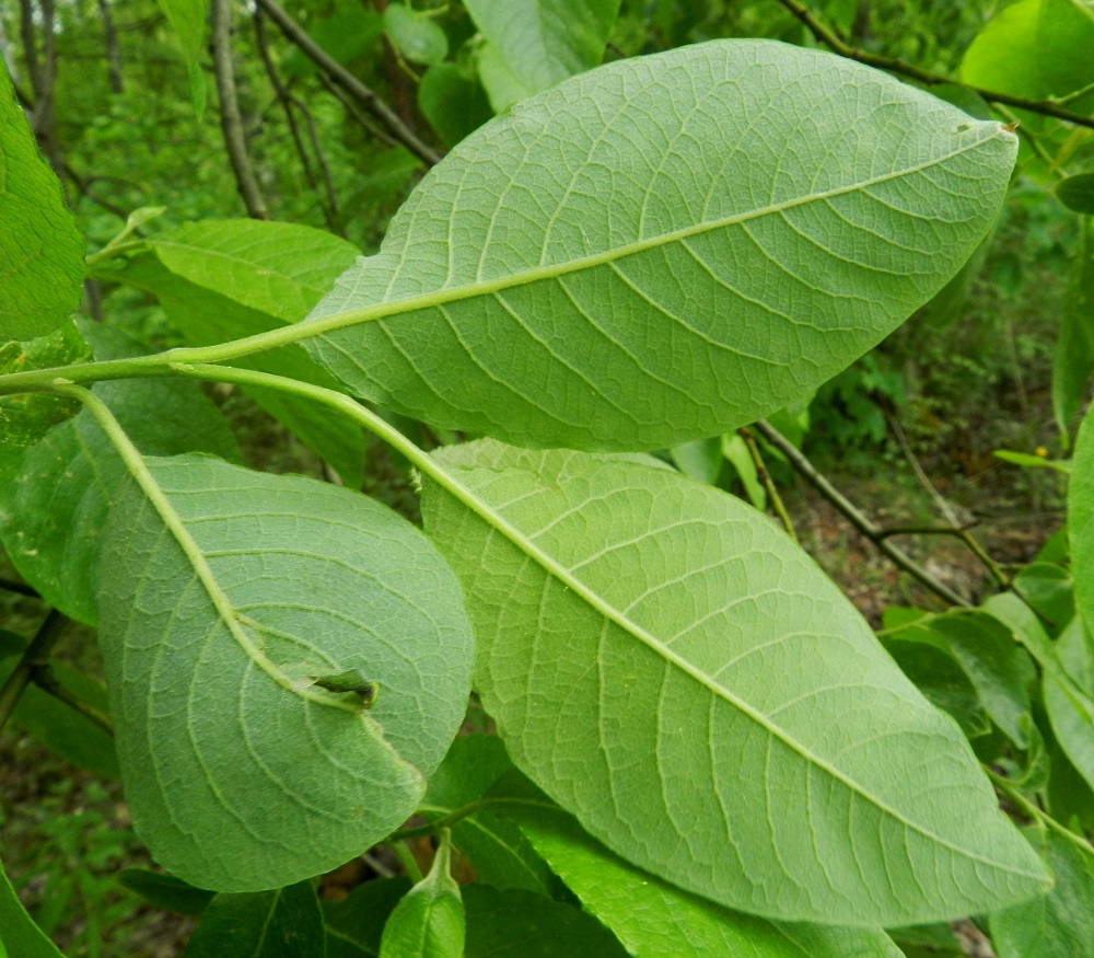 Salix caprea subsp. caprea - metsäraidan lehtilavan alapinta on korkosuoninen, harmaanvihreä ja pysyvästi lyhytkarvainen. Suonipareja on 6-15. EH, Hämeenlinna, Keinusaari, metsittynyt, entinen saha- ja armeijan varikkoalue, niemen tyviosa lähellä rata-aluetta, 30.5.2012. Copyright Hannu Kämäräinen.