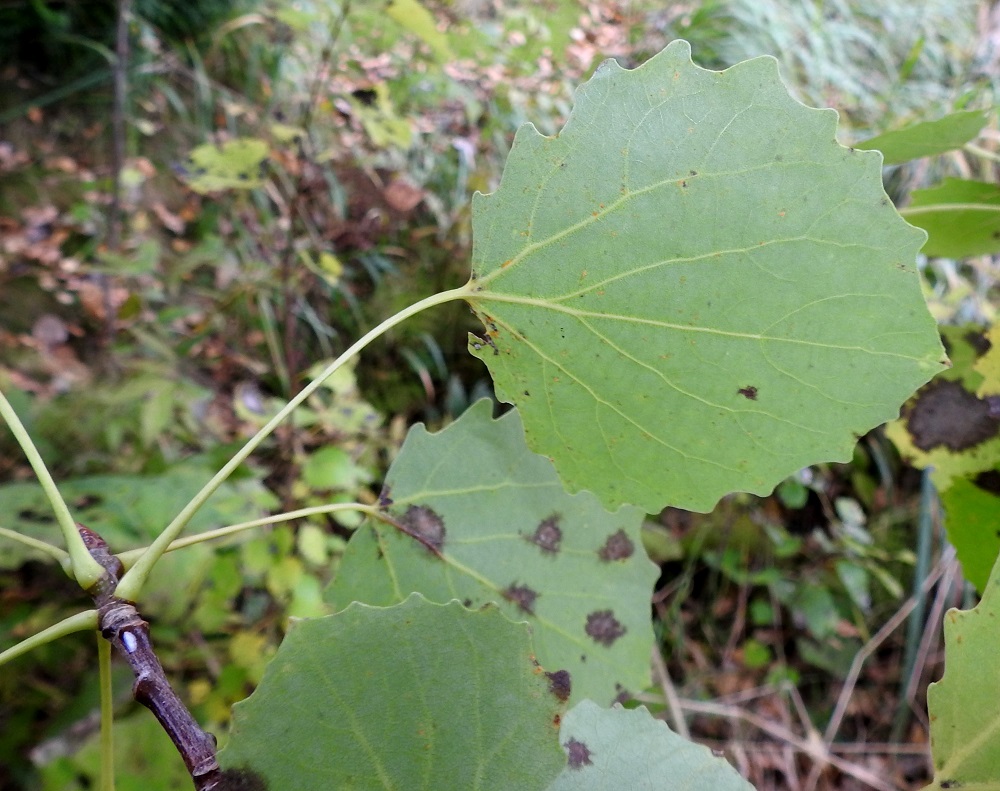 Populus tremula - metsähaavan lehtilapa on alta yläpintaa vaaleampi tai harmaanvihreä. Lehtilaita on epäsäännöllisen tylppähampainen, nyhäinen tai mutkainen. Lehtiruoti on yleensä noin 3-6 cm pitkä ja sivuttain litistynyt. Lätkämäinen, pyöreähkö lehtilapa, pitkä ruoti ja ruodin pystysuuntainen, tuuleen herkästi reagoiva litteys tekevät lehdistä eloisat ja havisten tuulessa tanssivat. EH, Hämeenlinna, Voutila, Myllyoja, Ainontien luoteispäässä olevan niittykaistan laide, 5.10.2025. Copyright Hannu Kämäräinen.