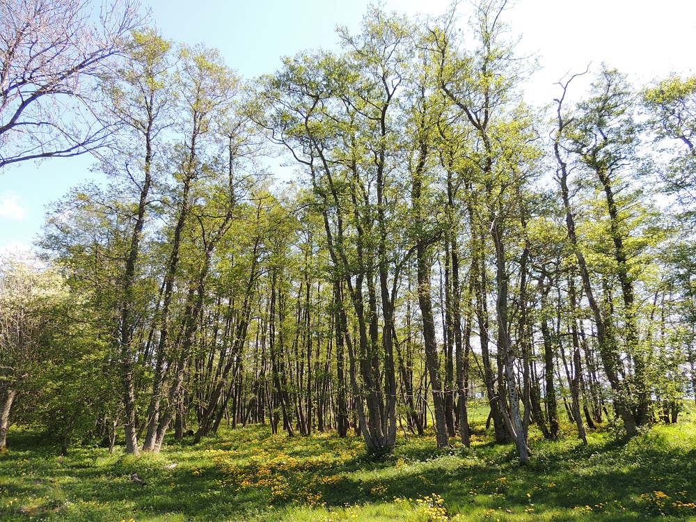 Alnus glutinosa - tervalepän kasvupaikkoina ovat lähinnä rannat, lehdot ja lehtokorvet, puronvarsikorvet sekä rehevien soiden laitamat. Hyvin harvinainen, luontainen tervaleppäkorpi on luonnonsuojelulaissa määritelty suojeltavaksi luontotyypiksi. A, Lemland, Nåtö, pohjoisosa, merenrantaan ulottuva luonnonsuojelualue biologisen aseman itäpuolella, merenrantalepikkö, 27.5.2013. Copyright Hannu Kämäräinen.