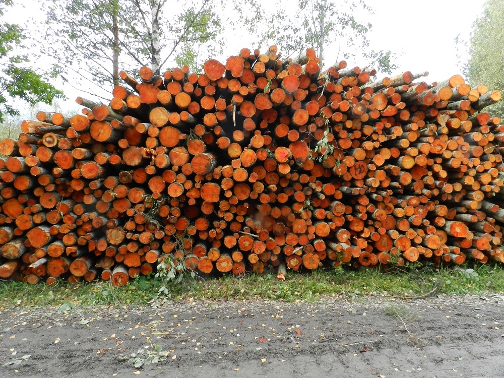 Alnus incana subsp. incana - etelänharmaalepän katkottujen runkojen päät muuttuvat ilman ja valon vaikutuksesta näyttävän kellanpunaisiksi. Puuta käytetään nopeakasvuisuutensa vuoksi mm. taimikoiden suojuspuuna. Sen läsnäolo parantaa ravitsevan lehtikarikkeen muodossa myös muiden puulajien luontaista taimettumista. Sitä kasvatetaan jossain määrin myös käyttöpuuksi. Hyvällä kasvupaikalla se saavuttaa tukkipuun mittaluokan jopa 30 vuodessa. Puuaines soveltuu mm. puusepän tuotteisiin, sisustuspaneeleihin, saunanlauteisiin ja koriste-esineisiin sekä soittimiin. Entisaikoina etelänharmaalepästä valmistettiinkin mm. vesiputkia, puukenkiä, lestejä, korkoja ja puolia sekä hattu- ja lasinvalmistusmuotteja. Purua ja lastuja käytetään lihan ja kalan savustukseen. Harmaaleppä soveltuu varsin hyvin myös polttopuuksi, ja sitä käytetään erityisesti sekahaloissa. EH, Hämeenlinna, Loimalahti, Kuokkamaa, Ali-Raakkulantien ja Sammontien välisen kevytväylän laide, 18.9.2011. Copyright Hannu Kämäräinen.