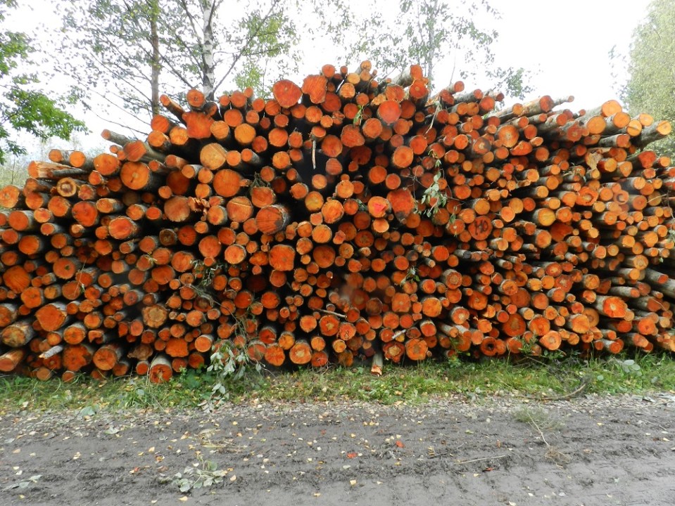 alnus-incana-subsp-incana-harmaalepp-subsp-etel-nharmaalepp