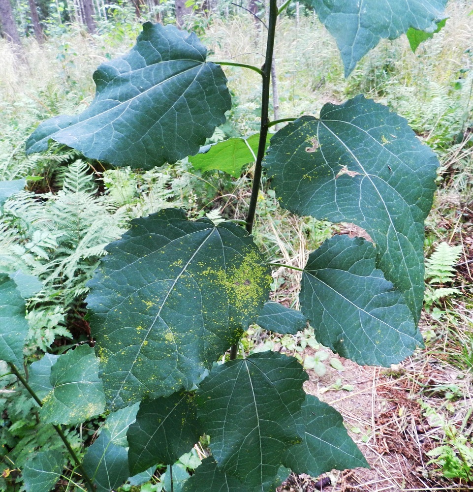 Populus tremula - metsähaavan taimilehdet poikkeavat puiden lehdistä. Ne ovat puikeat tai leveän puikeat, suipon teräväkärkiset ja jopa 15 cm pitkät sekä leveimmältä kohtaa 13 cm leveät. EH, Hämeenlinna, Majalahti, Hirsimäki, Näsiäntien ja maakaasulinjan välinen, rehevä metsäalue, 9.8.2011. Copyright Hannu Kämäräinen.