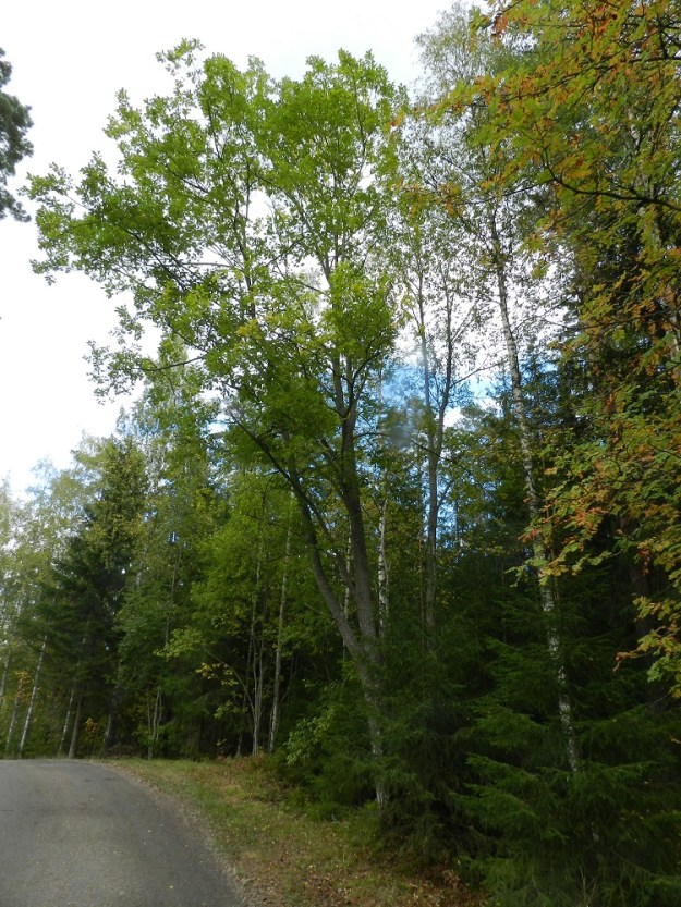 Salix caprea subsp. caprea - metsäraita on Suomessa alkuperäinen, yleinen ja runsas kautta maan kaikissa eliömaakunnissa. Se on Suomen 21 alkuperäisestä pajulajista kaikkein puumaisin. Vaikka raita vielä nykyäänkin saatetaan poistaa talousmetsistä roskapuuna, sen merkitys metsäluonnon monimuotoisuutta parantavana ja ylläpitävänä lajina on alettu ymmärtää. EH, Hämeenlinna, Loimalahti, Kuokkamaa, Sammontien päästä lähtevän kevytväylän varrella oleva metsäalue, 18.9.2011. Copyright Hannu Kämäräinen.
