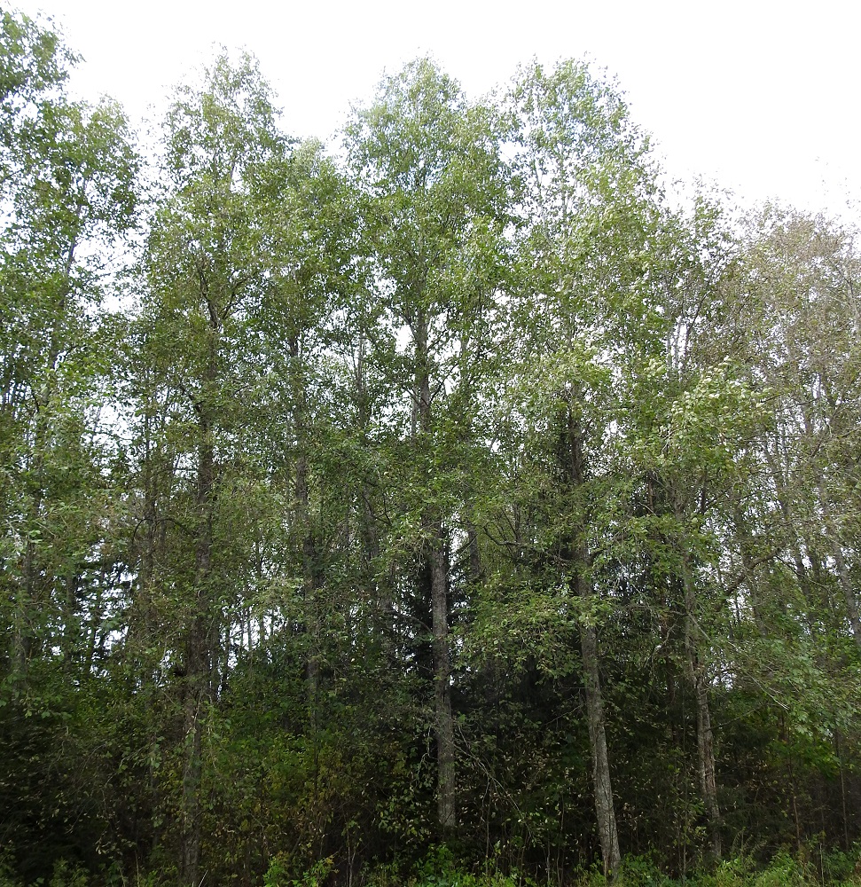 Alnus incana subsp. incana - etelänharmaalepän lehdet pysyvät puissa vihreinä varisemiseensa saakka. Sen ei tarvitse vetää muiden lehtipuiden tavoin lehtivihreää takaisin varastoon seuraavaa kasvukautta varten. Kasvuunsa tarvitseman typen puu saa juuristossaan symbioosissa asustavilta bakteereilta, jotka kykenevät sitomaan sen suoraan ilmasta. Etelänharmaaleppä on Suomessa alkuperäinen, yleinen ja runsas etelästä päin Ahvenanmaata lukuun ottamatta Oulun Pohjanmaan ja Kainuun eliömaakuntiin saakka. Harvinaisempi se on Ahvenanmaalla ja pohjoisessa Kittilän Lapin ja Sompion Lapin eliömaakuntiin saakka sekä hyvin harvinainen Enontekiön Lapin ja Inarin Lapin eliömaakunnissa. Kasvupaikkoina ovat lähinnä tuoreet ja lehtomaiset kangasmetsät, lehdot, korvet, rannat, metsittyvät niityt, peltojen, niittyjen, ojien ja teitten laiteet sekä joutomaat ja asutuksen liepeet. EH, Hämeenlinna, Voutila, Myllyoja, Louhentien varressa oleva harmaaleppämetsikkö, 4.10.2025. Copyright Hannu Kämäräinen.