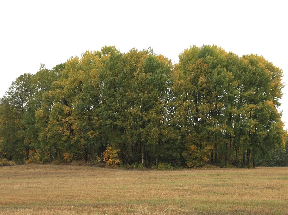 Populus tremula - metsähaapa on Suomessa alkuperäinen, yleinen ja runsas kautta maan kaikissa eliömaakunnissa. Kasvupaikkoina ovat lähinnä kuivat ja tuoreet kangasmetsät, lehdot, rehevät korvet, metsänreunat, kuloalueet, kalliokot, metsittyvät niityt, peltojen, niittyjen ja teitten laiteet sekä joutomaat ja asutuksen lähialueet. Pienimuotoisesti, kuten kuvan peltoalueella olevalla metsikkölaikulla, se onnistuu juuristonsa avulla luomaan tiheitä haavikoita, joista muut puulajit puuttuvat lähes kokonaan. EH, Hattula, Sattula, Lehijärven eteläpuoli, rantaan vievän Haavikkotien varressa, keskellä peltoaluetta oleva haavikko, 29.9.2012. Copyright Hannu Kämäräinen.
