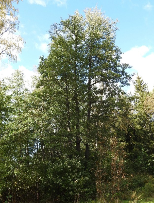 Alnus glutinosa - tervaleppä on yksi- tai monirunkoinen ja noin 8-20(-30) m korkea puu. Päähaarat ja oksat ovat yläviistot tai lähes vaakatasoiset. Tervaleppä ja sen sisarlaji harmaaleppä, A. incana, muodostavat lehtiensä syysvärityksen osalta poikkeuksen Pohjolan lehtipuiden joukossa. Lepät eivät muiden lehtipuiden tavoin vedä lehtivihreää eli klorofylliä syksyllä varastoon juuristoon ja runkoon, vaan antavat "tuhlaillen" lehtien varista puista täysin vihreinä. Tämä johtuu leppien juuriston symbioottisesta yhteistyöstä bakteerien kanssa. Juurissa on pieniä, tappimaisia nystyröitä, joiden sisältämät bakteerit sitovat ilmasta typpeä puun tarpeisiin. Tämän vuoksi energiakierrätystä ei syksyisin tarvitse tehdä. EH, Hämeenlinna, Loimalahti, Alajärvi, rantapuusto Tervaniemen uimarannan kohdalla, 29.9.2025. Copyright Hannu Kämäräinen.