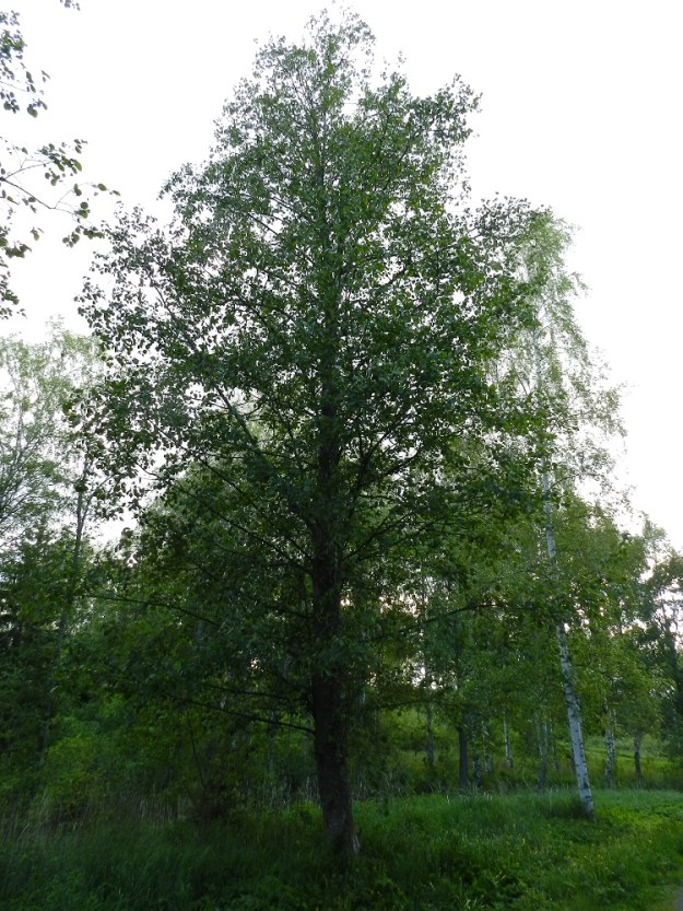 Alnus incana subsp. incana - etelänharmaaleppä on yksi- tai monirunkoinen ja latvukseltaan kartiomainen puu tai iso pensas, joka on noin 4-20 m korkea. EH, Hämeenlinna, Voutila, Myllyoja, Myllyojan puron laide rannan suuntaisen kevytväylän varressa, 3.6.2012. Copyright Hannu Kämäräinen.