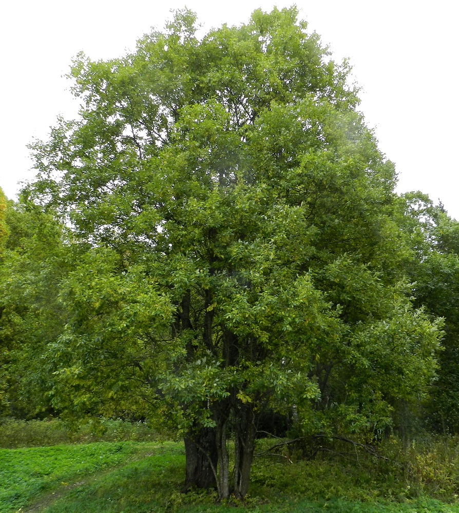 Salix caprea subsp. caprea - metsäraita on tiheähaarainen ja noin 3-10(-15) m korkeaksi kasvava, yksi- tai monirunkoinen puu tai iso pensas. Monirunkoisilla yksilöillä latvus ja oksisto ovat pyöreähköt. EH, Hämeenlinna, Loimalahti, Alajärven uimarannalta Tervaniemeen vievän ulkoilureitin laitametsä, 24.9.2011. Copyright Hannu Kämäräinen.