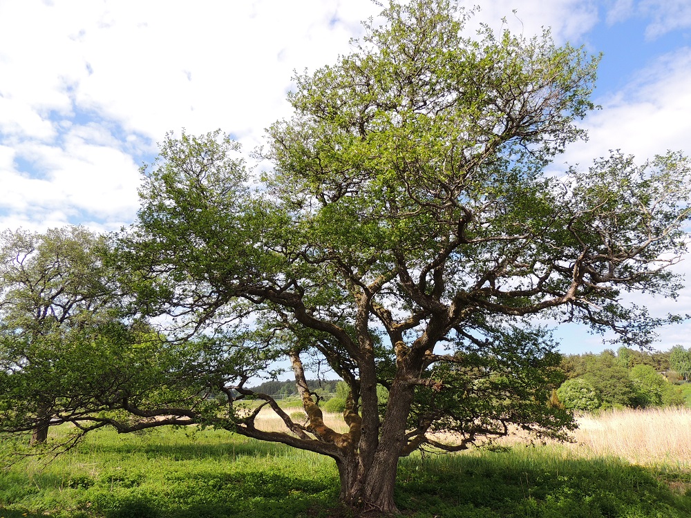 Alnus glutinosa - tervaleppä voi avoimilla paikoilla kasvaessaan kehittyä laajalle levittäytyvän pitkä- ja mutkahaaraiseksi. Lajin elinikä on tavallisesti noin 80-100 vuotta, mutta pisimmillään se voi olla noin 150 vuotta. A, Sund, Kastelholm, linnan ja maantien itäpuoli, Kökshavet-merensalmen ranta, 28.5.2013. Copyright Hannu Kämäräinen.