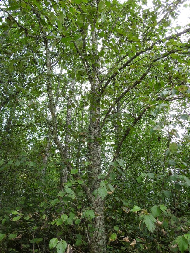 Alnus incana subsp. incana - etelänharmaalepän päähaarat ja oksat ovat yläviistot tai lähes vaakatasoiset. Runko, haarat ja oksat ovat harmaat. Puu on aluksi hyvin nopeakasvuinen, mutta paras kasvu taittuu jo 30-vuotiaana. EH, Hämeenlinna, Voutila, Myllyoja, Louhentien varressa oleva harmaaleppämetsikkö, 7.9.2025. Copyright Hannu Kämäräinen.