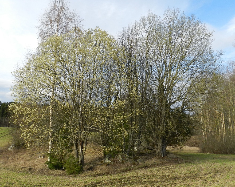 Salix caprea subsp. caprea - metsäraita on ennen lehtien puhkeamista kukkiva. Se kukkii huhti-toukokuussa. Raita on muiden pajujen tavoin kaksikotinen, eli hede- ja emikukat ovat eri kukinnoissa ja yksilöissä. Kuvassa vasemmalla on kukinnoista keltasävyinen hedeyksilö ja oikealla kukintojen vuoksi vähän vihertävä emiyksilö. EH, Hämeenlinna, Luolaja, Hattelmalanjärven pohjoispuolen peltoalue, Hieron tilan pellolla oleva puustolaikku, 30.4.2012. Copyright Hannu Kämäräinen.