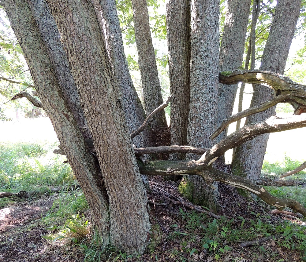 Alnus glutinosa - tervaleppä on tyvivesainen, ja myös kannot vesovat. Kuvan kymmenen kookkaan rungon ryhmäkin on ilmeisesti saanut alkunsa vesomisesta. Syntysijana ollut kanto tai perusrunko on aikojen kuluessa jo hävinnyt. Tervalepän runko, haarat ja paksummat oksat ovat nuoruusvaiheen jälkeen ruskeanharmaat ja rosokuoriset. Jo isoiksi kasvaneiden runkojen läpimitta on useimmiten noin 20-40 cm, mutta voi iäkkäällä yksilöllä olla jopa 70-90 cm. U, Inkoo, saaristo, Älgsjölandet, Elisaari, saaren länsiosa, luonnonsuojelualueen laita, luontopolun varsi Romnäsvikenin rantakosteikkoalueen reunassa, 19.7.2016. Copyright Hannu Kämäräinen.