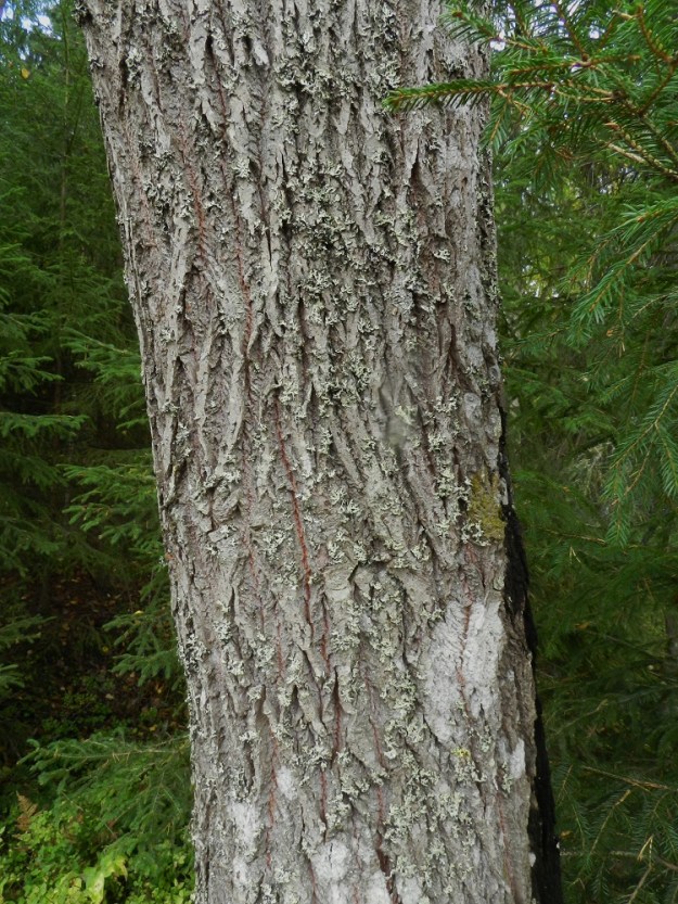 Salix caprea subsp. caprea - metsäraidan runko, haarat ja paksummat oksat ovat harmaat tai ruskeanharmaat. Iän myötä rungon ja päähaarojen pinta muuttuu kaarnaisen syväuurteiseksi, mistä juontuu lajin suomalainen raita-nimi. Rungon läpimitta on nuoruusvaiheen ohittaneella puulla useimmiten noin 15-30 cm. EH, Hämeenlinna, Loimalahti, Kuokkamaa, Sammontien päästä lähtevän kevytväylän varrella oleva metsäalue, 18.9.2011. Copyright Hannu Kämäräinen.
