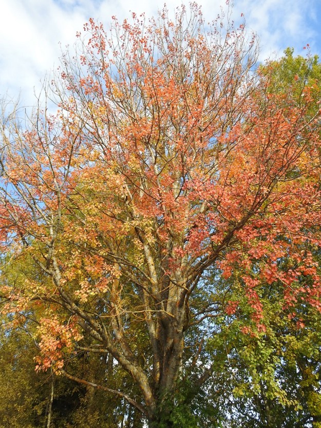 Populus tremula - metsähaavan latvus voi vanhoilla, paksuhaaraisilla puilla muodostua leveän pyöreähköksi. Lehtien syysväri vaihtelee keltaisesta lähes punaiseen. EH, Hämeenlinna, Pullerinmäki, Mäkelä, Pikku-Parolantien ja Mäkeläntien kulmaus Kiltin tilan kohdalla, 29.9.2025. Copyright Hannu Kämäräinen.
