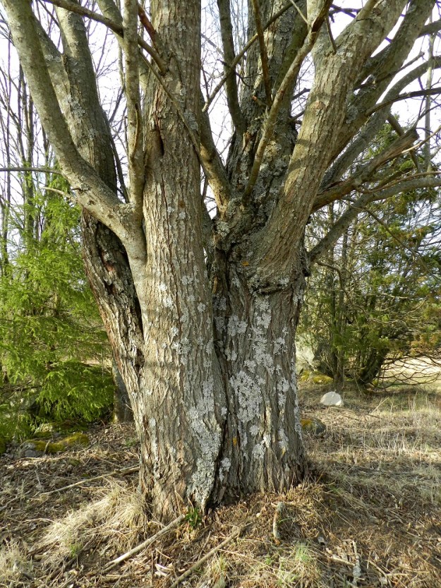 Salix caprea subsp. caprea - metsäraidan runko useimmiten haaroo voimakkaasti alaosan yläpuolelta. Päähaarat ovat vankat ja edelleen haarajatkoisesti haarovat. Ne ovat haarojensa kanssa enimmäkseen pystyhköt tai yläviistot. Raita on nopeakasvuinen mutta vanhemmiten ränsistyvä ja lahovikainen eikä kovin pitkäikäinen. Harvoin se taitaa yltää kovinkaan paljon yli 50 vuoden ikään. EH, Hämeenlinna, Luolaja, Hattelmalanjärven pohjoispuolen peltoalue, Hieron tilan pellolla oleva puustolaikku, 30.4.2012. Copyright Hannu Kämäräinen.