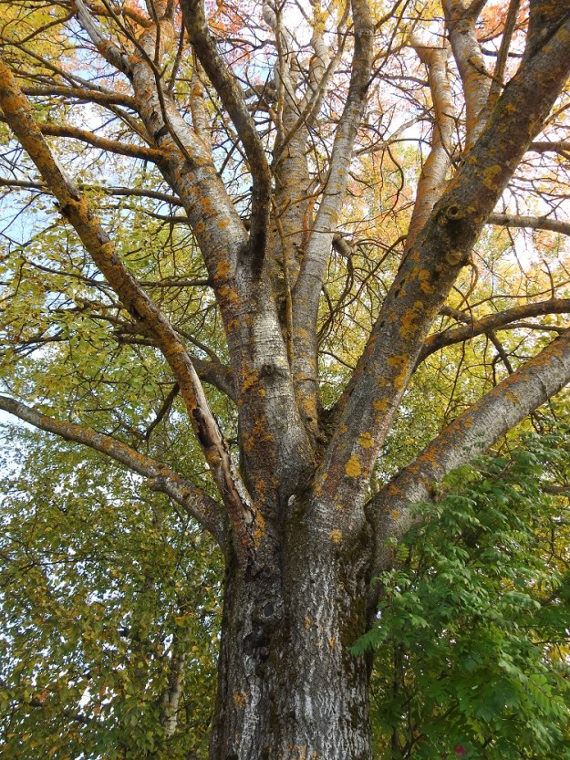 Populus tremula - metsähaavan runko, haarat ja paksummat oksat ovat nuoremmilla puilla sileäkuoriset ja harmaat tai vihertävänharmaat. Iän myötä ainakin runkojen alaosan kuori muuttuu halkeilevan uurteiseksi. Kuvassa olevan puun paksuus noin rinnan korkeudella on 75 cm ja ympärysmitta noin 235 cm. EH, Hämeenlinna, Pullerinmäki, Mäkelä, Pikku-Parolantien ja Mäkeläntien kulmaus Kiltin tilan kohdalla, 29.9.2025. Copyright Hannu Kämäräinen.