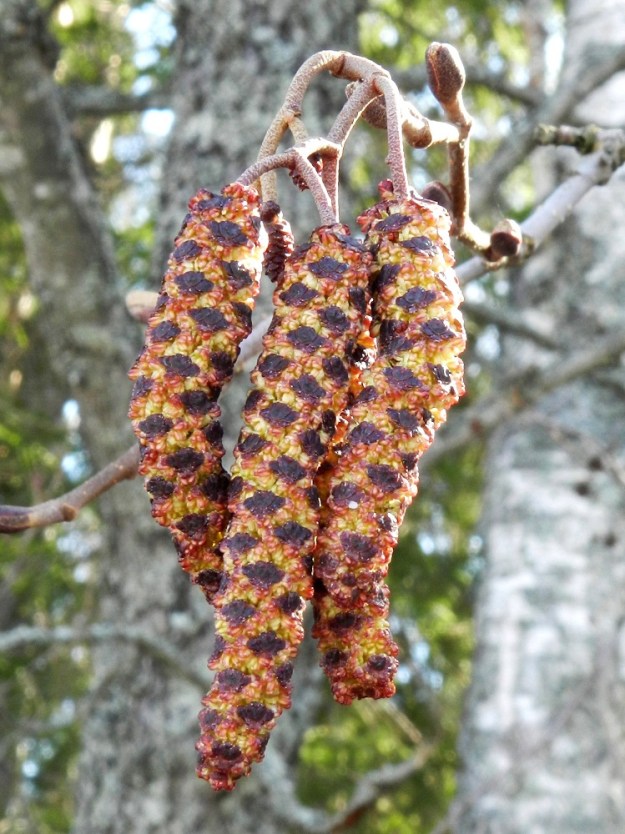 Alnus glutinosa - tervalepän hedekukinto on riippuva, lieriömäisen tasasoukka norkko. Norkkoja on samassa ryhmässä kahdesta neljään ja toisinaan jopa kuusikin. Ne ovat perälliset, kukintavaiheessa punaruskean ja keltaisen kirjavat, yleensä noin 20-60 mm pitkät ja noin 5-6 mm leveät. Norkkoperät ovat noin 5-15(-20) mm pitkät ja tiheästi litteän eritenystyiset. Kuvan yläreunassa näkyy raottuva lehtisilmu, jossa on kaksi vastakkaista, koveraa, pyöreähköpäistä ja eritenystyistä suomua. EH, Hämeenlinna, Loimalahti, Alajärvi, Tervaniemen tyven rantametsä uima- ja venerannan länsipuolella, 22.4.2012. Copyright Hannu Kämäräinen.