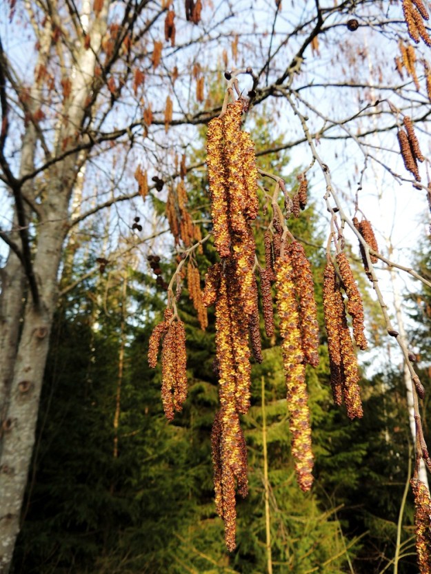 Alnus incana subsp. incana - etelänharmaalepän hedekukinto on riippuva, lieriömäisen tasasoukka norkko. Norkkoja on samassa ryhmässä yleensä kahdesta viiteen. Ne ovat perälliset, kukintavaiheessa punaruskean ja keltaisen kirjavat, yleensä noin 30-60 mm pitkät ja noin 5-6 mm leveät. EH, Hämeenlinna, Loimalahti, Hirsimäki, Esikontien varren metsikkökaista, 9.3.2014. Copyright Hannu Kämäräinen.