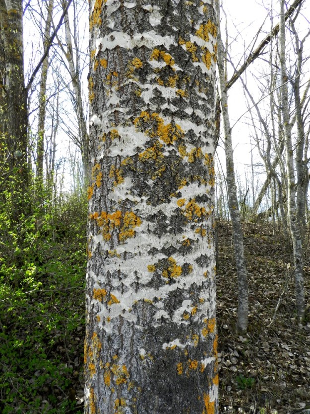 Populus tremula - metsähaapa on pioneeri- ja avainlaji, joka lisää merkittävästi luonnon monimuotoisuutta tarjoten ravintoa ja kasvupaikan hyvin monille eläimille, sienille ja jäkälille. Se on pehmeän ja helposti lahoavan puuaineksensa vuoksi erittäin suosittu kolopesijöiden keskuudessa. Jäkälät tekevät rungoista usein hyvin koristeellisen näköisiä. Kuvassa kuorella kasvavat haavankeltajäkälä, Xanthoria parietina ja harmaa haavanläiskäjäkälä, Phlyctis argena. EH, Hattula, Sattula, Lehijärven eteläpuoli, rantaan vievän Haavikkotien varressa, keskellä peltoaluetta oleva haavikko, 3.5.2012. Copyright Hannu Kämäräinen.