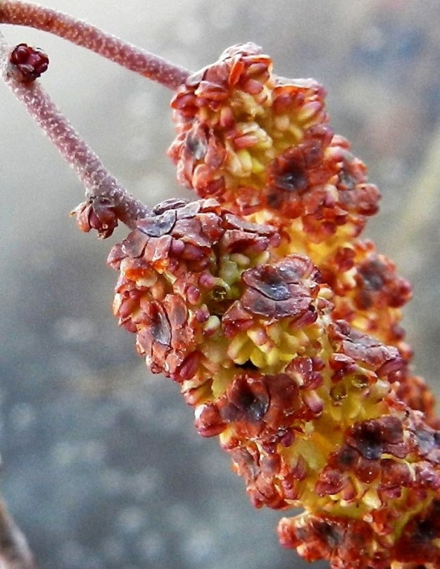 Alnus glutinosa - tervalepän hedekukat ovat kolmen kukan viuhkoina norkkosuomujen hangassa. Niitä suojaa noin 1,5-2 mm pitkä ja noin 2-2,5 mm leveä, kilpimäinen suomu, joka koostuu viidestä tai kuudesta lomittaisesta ja yhdiskasvuisesta osasta tai liuskasta. Suomut peittävät kukat tiiviisti ennen kukintaa ja avautuvat kukintavaiheessa lähes tai aivan vaakatasoon mahdollistaen pölytyksen. Kukassa on ulospäin näkymätön, pieni ja neliliuskainen kehä sekä neljä hedettä. Heteet ovat noin 1,5-2 mm pitkät, ja niiden pitkänpyöreät ponnet ovat keltaiset. EH, Hämeenlinna, Loimalahti, Alajärvi, rantapuusto Tervaniemen uimarannan kohdalla, 22.4.2012. Copyright Hannu Kämäräinen.