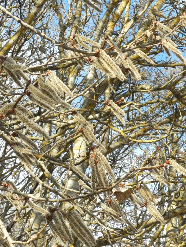 Populus tremula - metsähaapa kukkii huhti-kesäkuussa ennen lehtien puhkeamista. Se on tuulipölytteinen ja kaksikotinen puu, jonka kukinnot ovat yksineuvoisia eli hede- ja emikukat ovat eri kukinnoissa ja puissa. Kukinnot ovat lyhytperäisiä tai lähes perättömiä, harmaanruskehtavia, riippuvia ja tasasoukkia norkkoja, jotka ovat lyhythaarojen kärkiosassa yksittäin tai muutaman norkon ryhmissä. EH, Hattula, Sattula, Lehijärven eteläpuoli, rantaan vievän Haavikkotien varressa, keskellä peltoaluetta oleva haavikko, 3.5.2012. Copyright Hannu Kämäräinen.