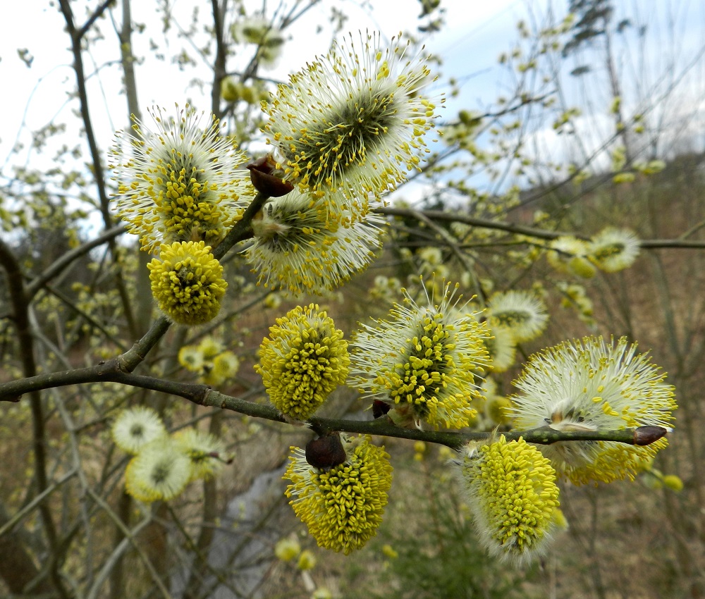 Salix caprea subsp. caprea - metsäraidan kukinnot ovat lyhytperäisiä, tanakoita ja pitkänpyöreitä tai soikeahkoja norkkoja, jotka ovat edellisen vuoden vuosikasvaimissa kierteisesti ja usein tiheähkösti. Hedenorkot ovat kukintavaiheessa yleensä noin 20-50 mm pitkät ja noin 15-25 mm leveät. Nuorten oksien ja vuosikasvainten väri vaihtelee vihreänharmaasta kellan- ja punaruskeaan. Vuosikasvaimet ovat tanakat ja kaljuuntuvat. EH, Hämeenlinna, Loimalahti, Hirsimäki, Hirsimäenkadun laide Myllyojan kohdalla, 30.4.2012. Copyright Hannu Kämäräinen.