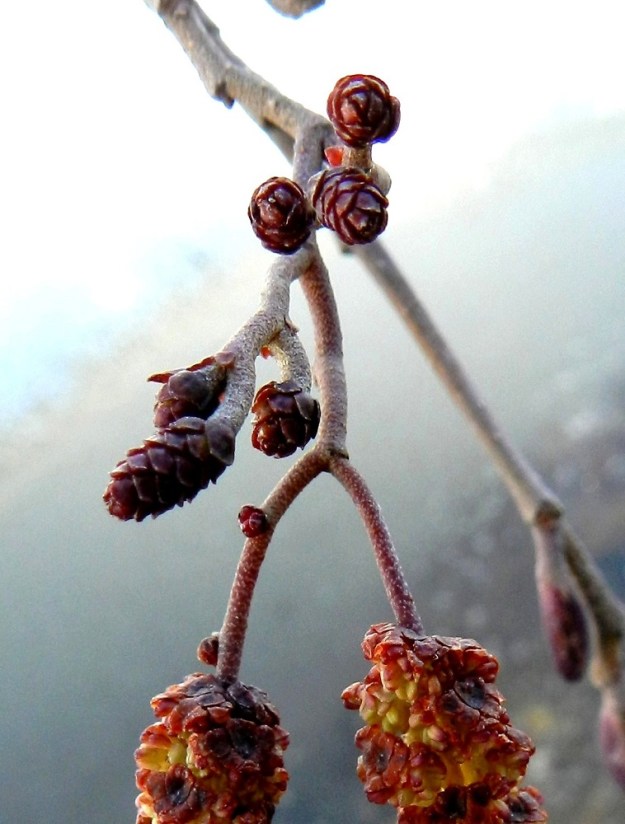 Alnus glutinosa - tervalepän emikukinto on kukintavaiheessa pitkulainen, jäykkä, hedekukintoja pienempi ja huomaamattomampi norkko. Norkkoja on samassa tertussa yleensä kolmesta kuuteen. Ne ovat perälliset, punaiset tai punaruskeat, noin 3-6 mm pitkät ja noin 2-3 mm leveät. Norkkoperä on noin 3-5 mm pitkä. EH, Hämeenlinna, Loimalahti, Alajärvi, rantapuusto Tervaniemen uimarannan kohdalla, 22.4.2012. Copyright Hannu Kämäräinen.