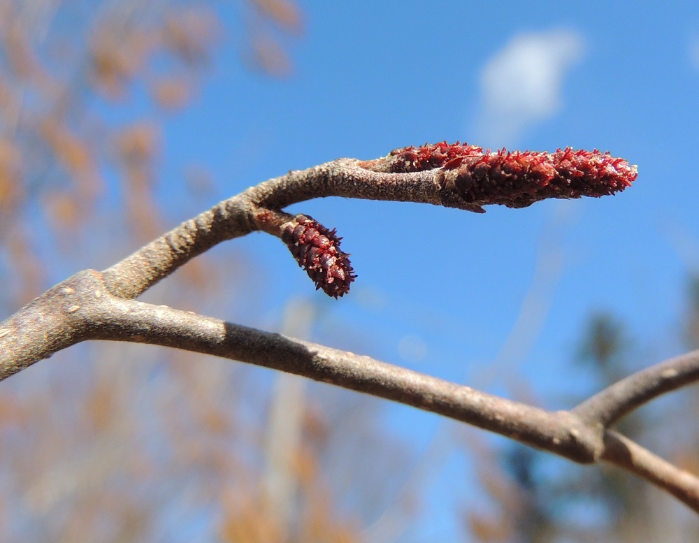 Alnus incana subsp. incana - etelänharmaalepän eminorkot ovat pienet ja jäävät helposti huomaamatta. Niitä on samassa tertussa yleensä kahdesta viiteen. Ne ovat perättömät tai lyhytperäiset, punasävyiset, noin 5-9 mm pitkät ja noin 2 mm leveät. Norkkoperä on noin 0-2 mm pitkä. Emikukat ovat kahden kukan parina norkkosuomujen hangassa. Niitä suojaa käpysuomua muistuttava suomu, joka on kukintavaiheessa enintään noin 1 mm pitkä. Emikukka on kehätön ja kaksiluottinen. Luotit ovat punaiset, rihmamaiset ja noin 0,5 mm pitkät. Edelliseen kuvaan nähden kukinta-ajankohdan ero peräkkäisinä vuosina on peräti kahdeksan viikkoa samassa kaupungissa. EH, Hämeenlinna, Loimalahti, Tervaniemeen vievän Loimalahdentien loppupään varressa oleva niitty- ja pensaikkoalue, 28.4.2013. Copyright Hannu Kämäräinen.