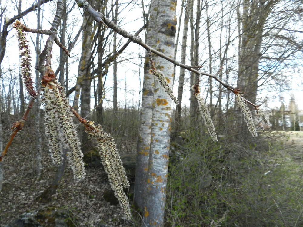 Populus tremula - metsähaavan hedenorkot ovat noin 6-10 cm pitkät, aluksi noin 7-8 mm leveät ja lopulta noin 10-15 mm leveät. Hedekukat ja emikukat ovat omissa norkoissaan aluksi tiiviisti norkkosuomujen alla. Kukintavaiheessa suomut avautuvat vaakatasoon mahdollistaen pölytyksen. EH, Hattula, Sattula, Lehijärven eteläpuoli, rantaan vievän Haavikkotien varressa, keskellä peltoaluetta oleva haavikko, 3.5.2012. Copyright Hannu Kämäräinen.