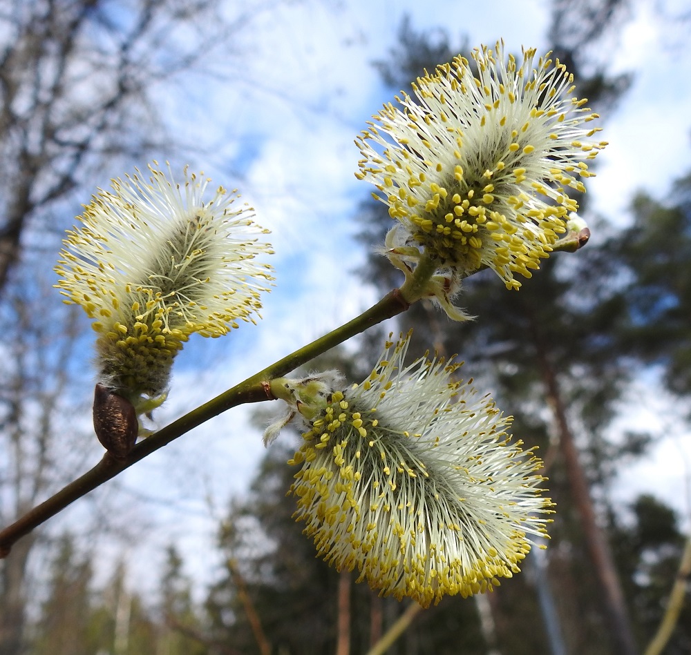 Salix caprea subsp. caprea - metsäraidan hedekukat ovat kehättömät ja mesinystyiset. Heteitä on kaksi. Niiden palhot ovat valkoiset, kaljut tai tyveltä karvaiset ja noin 7-9 mm pitkät. Pitkänpyöreät ponnet ovat keltaiset. Lyhyessä norkkoperässä on pieniä, kapeita, alta tiheä- ja pitkäkarvaisia lehtiä, jotka ovat useimmiten noin 7-12 mm pitkiä ja noin 1-4 mm leveitä. EH, Hämeenlinna, Loimalahti, Hirsimäki, Näsiäntien ja Esikontien välisen kangasmetsäkaistan ylittävän kävelytien varsi, 23.4.2022. Copyright Hannu Kämäräinen.