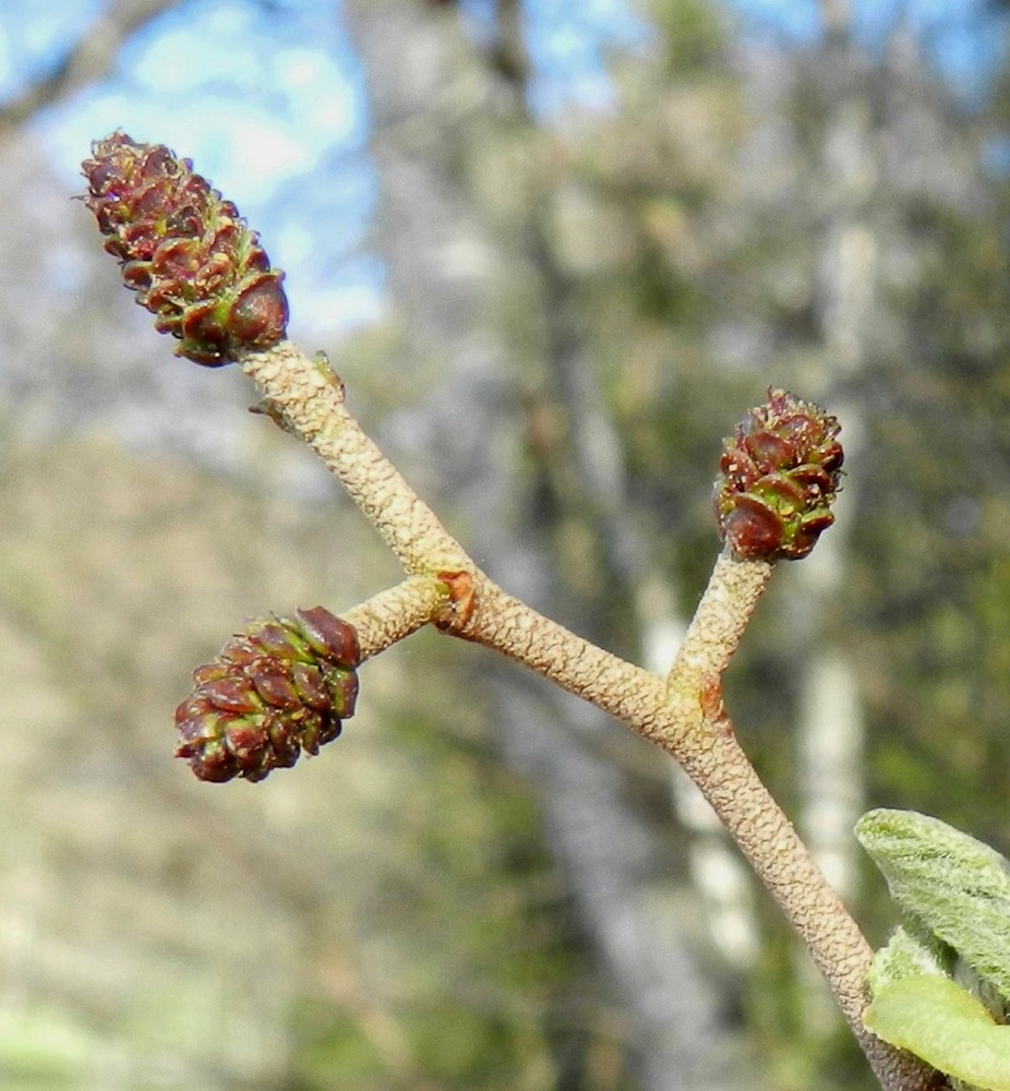 Alnus glutinosa - tervalepän emikukat ovat kahden kukan parina norkkosuomujen hangassa. Niitä suojaa leveänpuikea tai kärkiosastaan pyöreämuotoinen ja käpysuomua muistuttava suomu, joka vihertyy kukinnan loppua kohden. Suomut ovat kukintavaiheessa enintään noin 1 mm pitkät. Emikukka on kehätön, kaksiluottinen ja sijaitsee sikiäimen kärjessä. Luotit eivät ensin näy suomujen takaa mutta kasvavat sitten esiin. Tällöin ne ovat punaiset, rihmamaiset ja noin 0,5 mm pitkät. Kuvan kukintoterttu on kukinnan jo ohittanut, vaikka luotit vielä pilkistävät suomujen alta esiin. Sen tertturanka ja norkkoperät ovat niin tiheästi eritenystyistä harmahtavat, että kuoripinta peittyy kokonaan. Harmaalepällä vain tertun kärkinorkko on perällinen ja muut norkot ovat perättömät. EH, Hämeenlinna, Loimalahti, Alajärvi, Tervaniemen tyven rantametsä uima- ja venerannan länsipuolella, 13.5.2012. Copyright Hannu Kämäräinen.