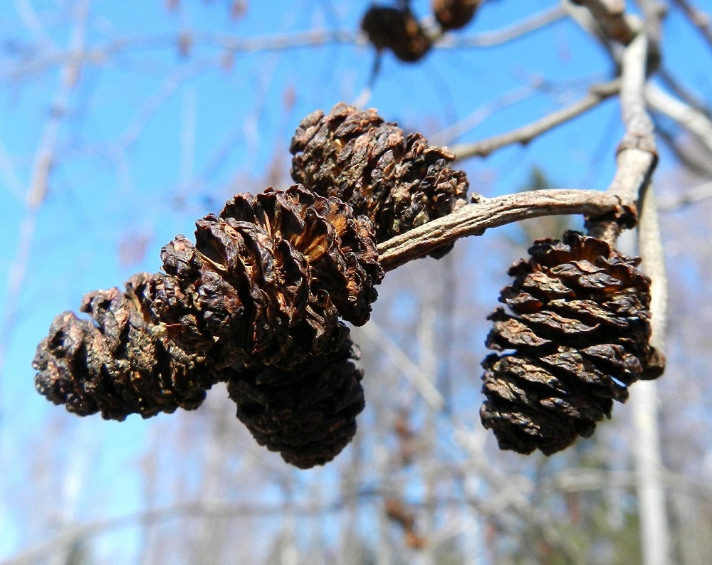 Alnus incana subsp. incana - etelänharmaalepän parhaillaan kukkiessa edellisen vuoden kukintojen tulokset ovat puissa yhä näkyvillä. Edellisen kuvan kaltaisista, pienistä ja punaisista eminorkoista tulee lopulta harittavasuomuisia "käpyjä", jotka karistavat kapean siipipalteiset pähkylänsä keväthangille. EH, Hämeenlinna, Loimalahti, Tervaniemeen vievän Loimalahdentien loppupään varressa oleva niitty- ja pensaikkoalue, 28.4.2013. Copyright Hannu Kämäräinen.