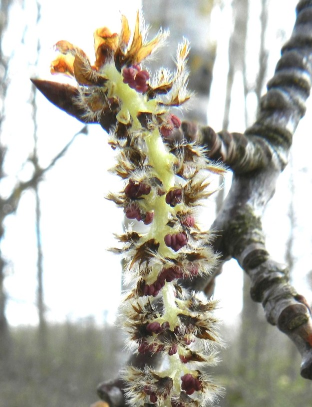 Populus tremula - metsähaavan norkkosuomut ovat viuhkamaiset, ruskeat, noin 3-5 mm pitkät ja noin 2-3 mm leveät, kapeatyviset sekä kärjestään noin 1-2 mm:n mitalta sormiliuskaiset. Liuskat ovat alapinnaltaan vaalean pitkäkarvaiset. Hedekukat ovat perällisessä, maljamaisessa ja mesinystyttömässä kehäsuojuksessa, jonka perä on yhteenkasvanut norkkosuomun tyviosan kanssa. Hedekukka on perineen ja heteineen noin 3-4 mm pitkä, ja siinä on 5-12 hedettä. Heteiden pitkänpyöreät ponnet ovat punaiset ja ruskistuvat siitepölyn luovutettuaan. EH, Hattula, Sattula, Lehijärven eteläpuoli, rantaan vievän Haavikkotien varressa, keskellä peltoaluetta oleva haavikko, 3.5.2012. Copyright Hannu Kämäräinen.