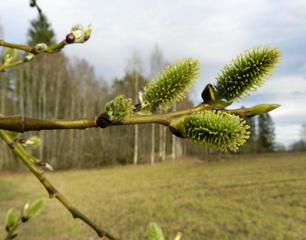 Salix caprea subsp. caprea - metsäraidan eminorkot ovat kukkiessaan hedenorkkoja huomattavasti vaatimattomammat ja huomaamattomammat. Ne ovat noin 15-30 mm pitkät ja noin 10-15 mm leveät. EH, Hämeenlinna, Luolaja, Hattelmalanjärven pohjoispuolen peltoalue, Hieron tilan pellolla oleva puustolaikku, 30.4.2012. Copyright Hannu Kämäräinen.