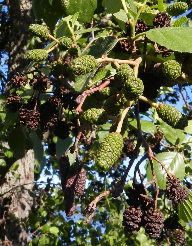 Alnus glutinosa - tervalepän eminorkko alkaa hedelmöityksen jälkeen paisua. Hedelmävaiheessa se on munamainen tai toisinaan lähes lieriömäinen, noin (8-)10-18(-23) mm pitkä ja noin (7-)9-14(-17) mm leveä sekä aluksi vihreä ja lopulta ruskea. Perä on tässä vaiheessa noin 10-20 mm pitkä. Edellisen vuoden käpymäiset, puutuneet ja suomuiltaan harittavat eminorkot ovat kesällä vielä kiinni oksissa. Ne ovat luovuttaneet siemenensä kevättalven aikana ja tippuvat pois vasta myöhemmin. EH, Hämeenlinna, Iittala, Kyhkysenniemi, Äimäjärven ranta järven ylittävän Unostentien kohdalla, 21.6.2012. Copyright Hannu Kämäräinen.