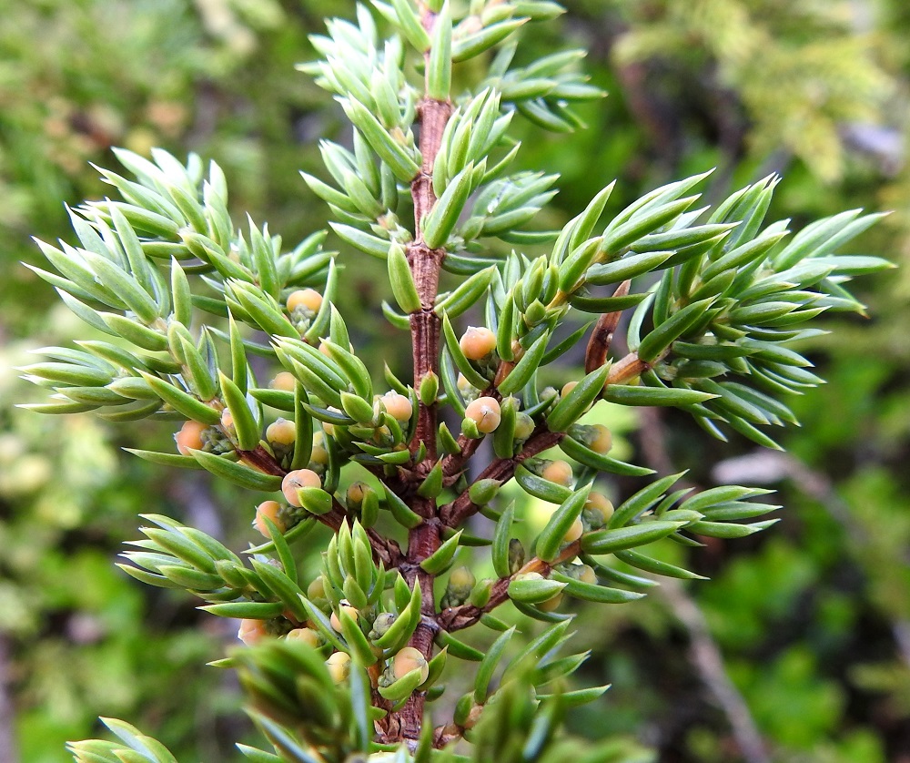 Juniperus communis subsp. nana - lapinkataja, kuten muutkin havukasvit, on ns. paljassiemeninen. Varsinaista emikukkaa ei ole, vaan siemenaihe on paljaaltaan emisuomun pinnalla. Kukintavuoden eli "nollavuoden" syksyyn ja ensimmäisen hedelmäkehitysvuoden kesään mennessä emikukinnosta on tullut kiinteän näköinen, kellanruskehtava ja läpimitaltaan noin 1,5-2 mm oleva pallo, jonka kärkipuoliskossa näkyvät ainakin uurroksina emilehtien kolmiomaiset muodot. Lehtien kärjet ovat erillisinä pystyssä. Hedelmäaihion tyvellä on ikään kuin peränä edellisvuoden silmusuomujen tiivis kerros. EnL, Enontekiö, Kilpisjärvi, Saanan luoteispuolen alapaljakan tunturikangas Saanajärven polun varrella, n. 620 m mpy, 4.7.2025. Copyright Hannu Kämäräinen.
