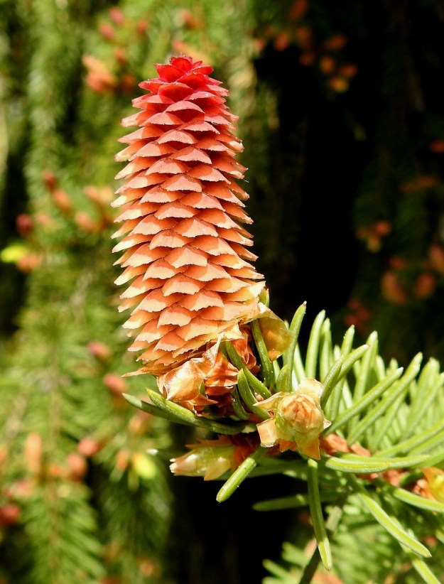 Picea abies - metsäkuusen emikukinnon hedelmöityksen tapahduttua käpysuomut kääntyvät alaspäin. EH, Hämeenlinna, Loimalahti, Hirsimäki, Hirsimäenkadun ja Kämmekkätien kulmauksessa oleva metsikkö, 18.5.2021. Copyright Hannu Kämäräinen.