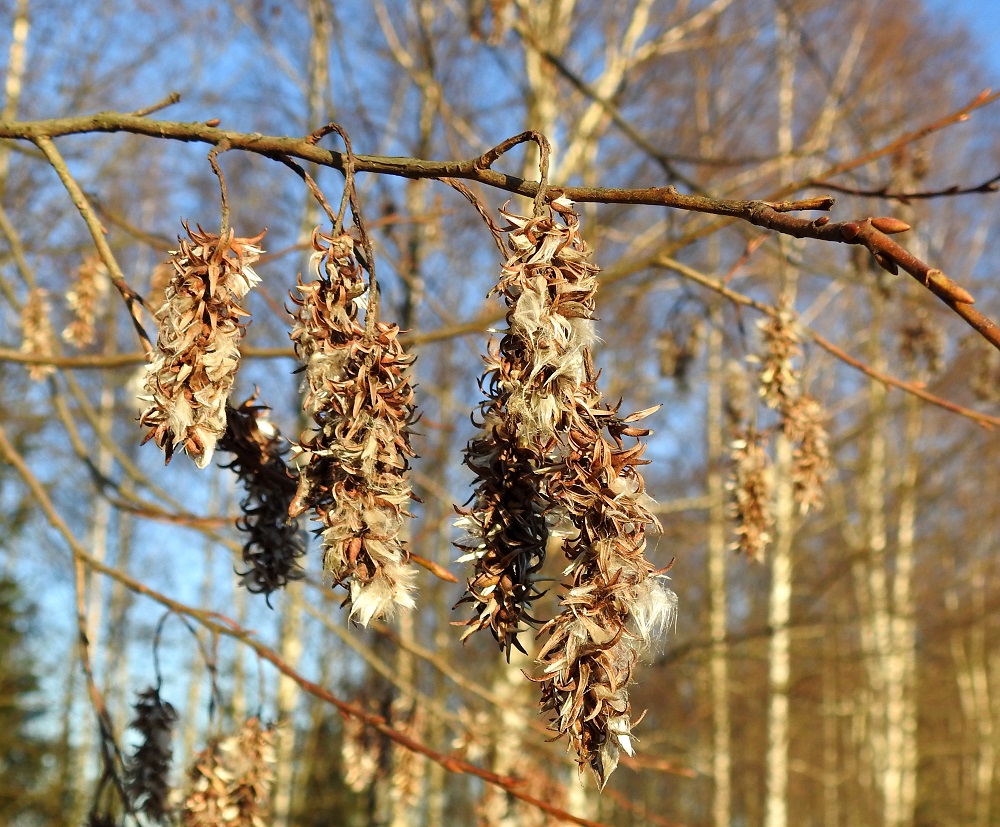 Salix pentandra - halavan eminorkot ovat hedelmävaiheessa yleensä noin 40-80 mm pitkät ja noin 15-17 mm leveät. Sikiäimestä kehittyy tyveltään pullea ja kärkeä kohti pitkäkaulaisesti kapeneva kota, joka on yksilokeroinen ja monisiemeninen. Se on kalju, noin 6-9 mm pitkä ja tyviosastaan noin 2-2,5 mm leveä. Kota avautuu kärjestään kaksiliuskaisesti. Halava on muista pajuista poikkeava laji siinä, että sen eminorkot jäävät puihin talven yli ja vapauttavat siemenensä vasta loppuvuodesta tai talven aikana. Silmut (kuvan oikeassa laidassa) ovat munamaiset tai kartiomaiset. Silmusuomu on yhdiskasvuinen, huppumainen, vaalean- tai punaruskea, kalju ja kiiltävä sekä noin 4-8 mm pitkä. EH, Hämeenlinna, Tiirinkoski lähellä Vuorentaan kaupunginosan rajaa, Hämeen Härkätien (tie 2855) varren laaja peltoaukea, tien laiteella oleva metsikkökaista Haantien risteyksen koillispuolella, 26.11.2025. Copyright Hannu Kämäräinen.