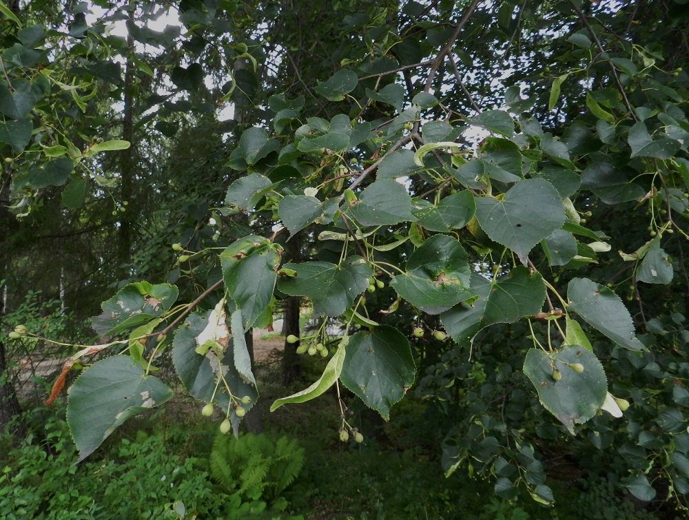 Tilia cordata - metsälehmuksen lehdet ovat ruodilliset, nuorena korvakkeelliset ja oksissa kierteisesti. Korvakkeet karisevat jo hyvin varhain. Metsälehmuksen tieteellinen lajinimi, cordata, tarkoittaa lehtiin viitaten sydämenmuotoista. Kuvassa olevassa oksassa on runsaasti kehittyviä hedelmäviuhkoja. EH, Hattula, Sattula, Lehijärven etelärannan metsä Sattulantien varressa, 12.8.2011. Copyright Hannu Kämäräinen.